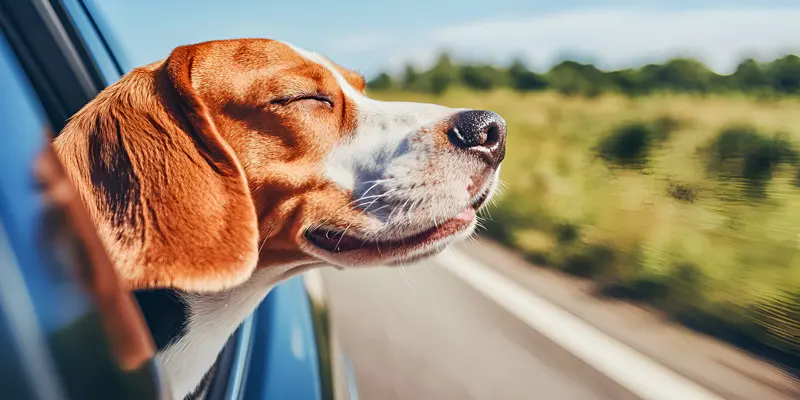 Auto coverage Auto insurance coverage