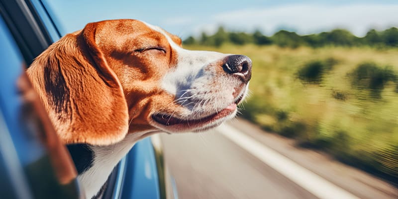 Auto coverage Auto insurance coverage