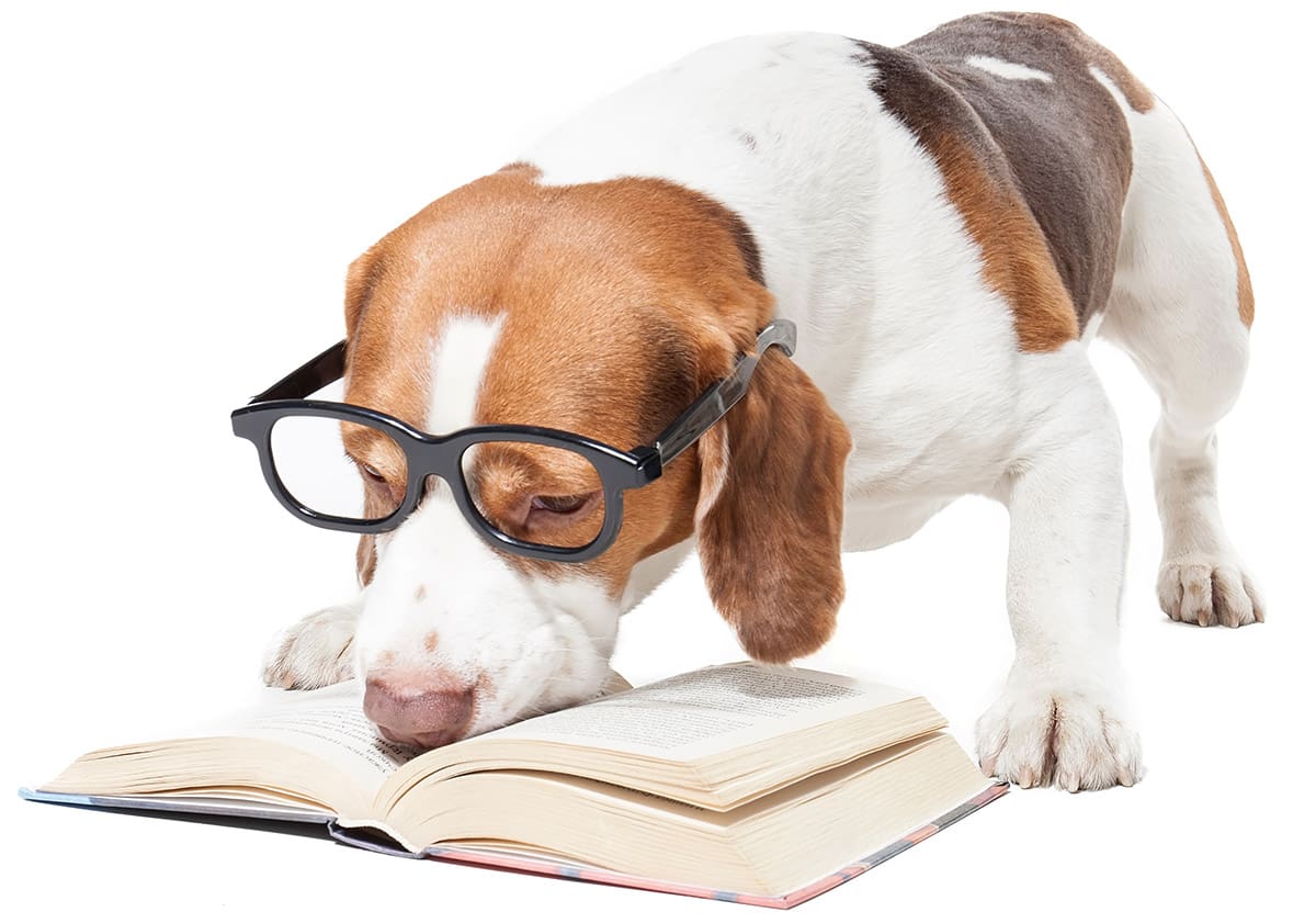 Beagle Beagle with glasses "reading"a book