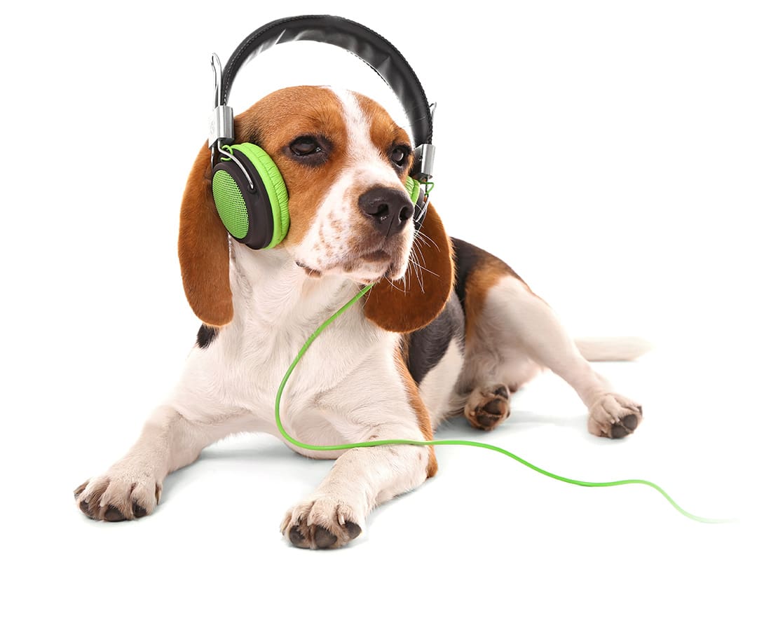 BeagleAuto insurance coverage law in Ontario textbook. Auto insurance coverage law in Ontario textbook.